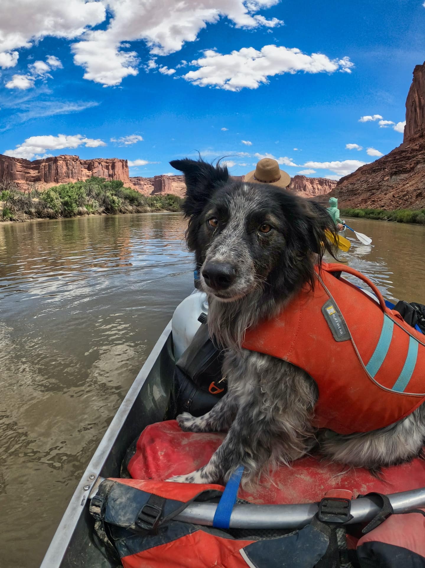 border collie on a canoe wearing a ruffwear lifevest
